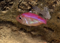 Parazen pacificus, 504 m platform west of Puerto Rico, Caribbean.

Photograph courtesy of NOAA Okeanos Explorer, Océano Profundo 2015. Identification from photograph by A. Quattrini et al. For more information see: Quattrini AM, Demopoulos AWJ, Singer R, Roa-Veron A, Chaytor JD (2017). Demersal fish assemblages on seamounts and other rugged features in the northeastern Caribbean. Deep Sea Research Part I: Oceanographic Research Papers 123: 90-104.