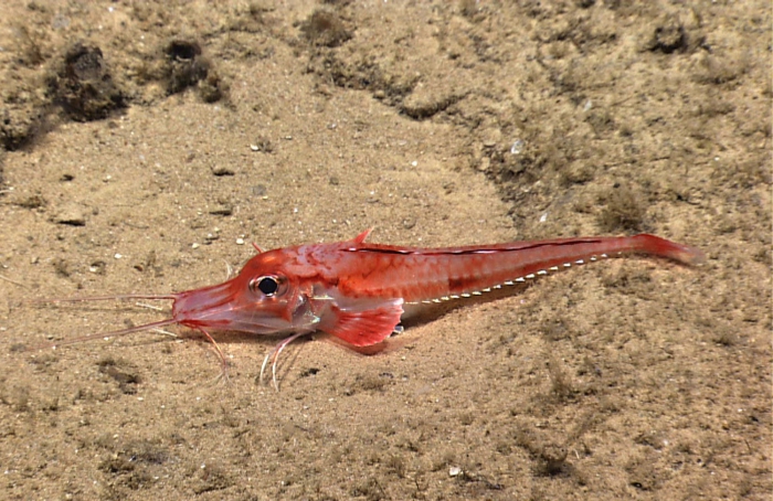 Peristedion antillarum