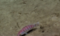 Polylepion sp., 453 m platform west of Puerto Rico, Caribbean.

Photograph courtesy of NOAA Okeanos Explorer, Océano Profundo 2015. Identification from photograph by A. Quattrini et al. For more information see: Quattrini AM, Demopoulos AWJ, Singer R, Roa-Veron A, Chaytor JD (2017). Demersal fish assemblages on seamounts and other rugged features in the northeastern Caribbean. Deep Sea Research Part I: Oceanographic Research Papers 123: 90-104.