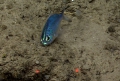 Polymixia lowei, 604 m platform west of Puerto Rico, Caribbean.

Photograph courtesy of NOAA Okeanos Explorer, Océano Profundo 2015. Identification from photograph by A. Quattrini et al. For more information see: Quattrini AM, Demopoulos AWJ, Singer R, Roa-Veron A, Chaytor JD (2017). Demersal fish assemblages on seamounts and other rugged features in the northeastern Caribbean. Deep Sea Research Part I: Oceanographic Research Papers 123: 90-104.