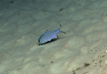 Polymixia nobilis, 604 m platform west of Puerto Rico, Caribbean. 

Photograph courtesy of NOAA Okeanos Explorer, Océano Profundo 2015. Identification from photograph by A. Quattrini et al. For more information see: Quattrini AM, Demopoulos AWJ, Singer R, Roa-Veron A, Chaytor JD (2017). Demersal fish assemblages on seamounts and other rugged features in the northeastern Caribbean. Deep Sea Research Part I: Oceanographic Research Papers 123: 90-104.