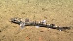Scyliorhinus boa, , 523 m Whiting Bank, Caribbean.

Photograph courtesy of NOAA Okeanos Explorer, Océano Profundo 2015. Identification from photograph by A. Quattrini et al. For more information see: Quattrini AM, Demopoulos AWJ, Singer R, Roa-Veron A, Chaytor JD (2017). Demersal fish assemblages on seamounts and other rugged features in the northeastern Caribbean. Deep Sea Research Part I: Oceanographic Research Papers 123: 90-104.