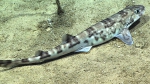Scyliorhinus boa, 681 m Whiting Bank, Caribbean.

Photograph courtesy of NOAA Okeanos Explorer, Océano Profundo 2015. Identification from photograph by A. Quattrini et al. For more information see: Quattrini AM, Demopoulos AWJ, Singer R, Roa-Veron A, Chaytor JD (2017). Demersal fish assemblages on seamounts and other rugged features in the northeastern Caribbean. Deep Sea Research Part I: Oceanographic Research Papers 123: 90-104.