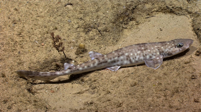 Scyliorhinus Scyliorhinus