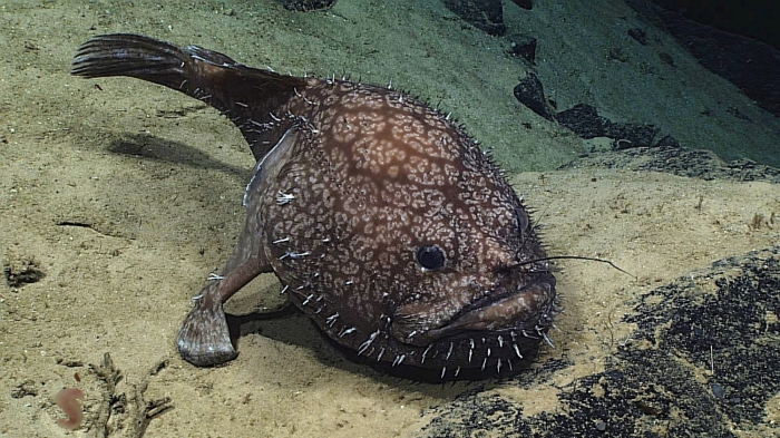 Sladenia shaefersi Sladenia shaefersi