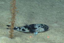 Synagrops bellus, 821 m St. Croix Pinnacles, Caribbean.

Photograph courtesy of NOAA Okeanos Explorer, Océano Profundo 2015. Identification from photograph by A. Quattrini et al. For more information see: Quattrini AM, Demopoulos AWJ, Singer R, Roa-Veron A, Chaytor JD (2017). Demersal fish assemblages on seamounts and other rugged features in the northeastern Caribbean. Deep Sea Research Part I: Oceanographic Research Papers 123: 90-104.