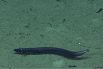 Synaphobranchus sp., 1705 m Guayanilla Canyon, Caribbean.

Photograph courtesy of NOAA Okeanos Explorer, Océano Profundo 2015. Identification from photograph by A. Quattrini et al. For more information see: Quattrini AM, Demopoulos AWJ, Singer R, Roa-Veron A, Chaytor JD (2017). Demersal fish assemblages on seamounts and other rugged features in the northeastern Caribbean. Deep Sea Research Part I: Oceanographic Research Papers 123: 90-104.