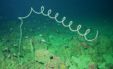 Stichopathes sp., 80 m Flower Garden Banks, Gulf of Mexico.

Photograph courtesy of NOAA-FGBNMS/UNCW-UVP. Identifications by D. Opresko. At this time, this species cannot be assigned to any nominal species; however, not all nominal species in this genus have been adequately characterized. For more information see: Opresko DM, Nuttall MF, Hickerson EL (2016). Black corals of the Flower Garden Banks National Marine Sanctuary. Gulf of Mexico Science 2016(1): 47-67.