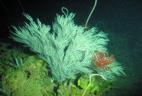 Aphanipathes pedata, 60-130 m Flower Garden Banks, Gulf of Mexico.

Photograph courtesy of NOAA-FGBNMS/UNCW-UVP. Identifications by D. Opresko. Specimens from the Flower Garden Banks have larger polypar spines than those described for the type specimen, which was collected from the Caribbean. For more information see: Opresko DM, Nuttall MF, Hickerson EL (2016). Black corals of the Flower Garden Banks National Marine Sanctuary. Gulf of Mexico Science 2016(1): 47-67.