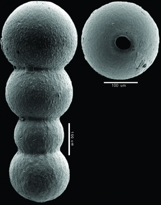 Glandulonodosaria ambigua (Neugeboren, 1856) IDENTIFIED SPECIMEN