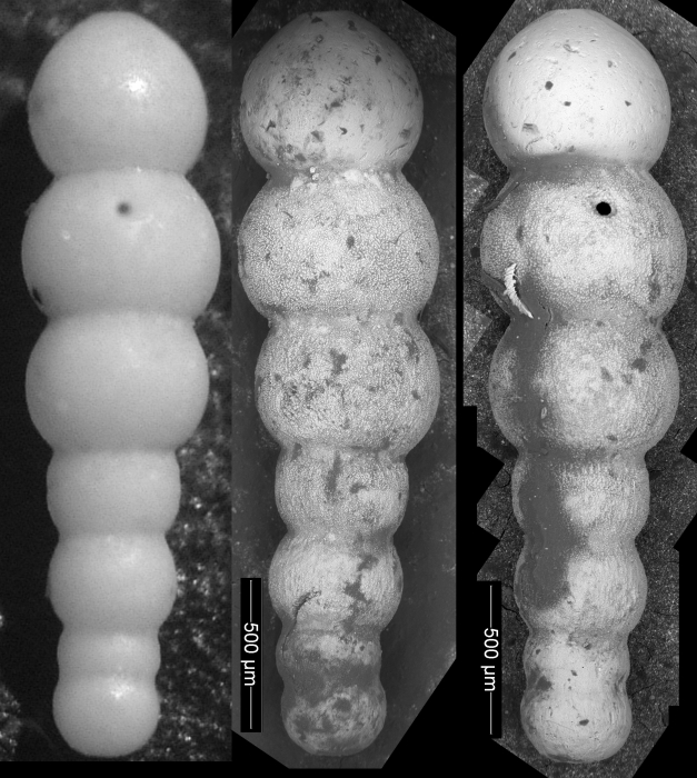 Nodogenerina rohri Cushman & Stainforth, 1945, HOLOTYPE