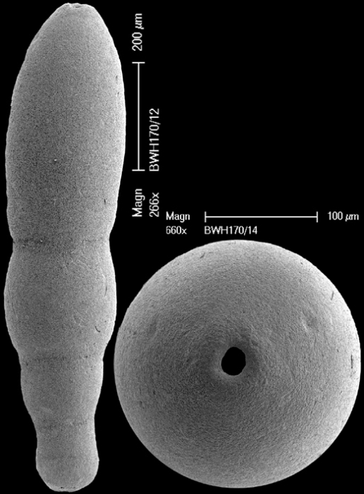 Glandulonodosaria glandigena (Schwager, 1866) IDENTIFIED SPECIMEN