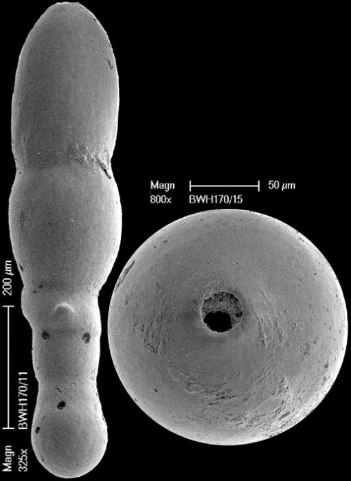 Glandulonodosaria glandigena (Schwager, 1866) IDENTIFIED SPECIMEN