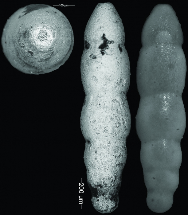 Nodogenerina laevigata Bermudez, 1949 HOLOTYPE