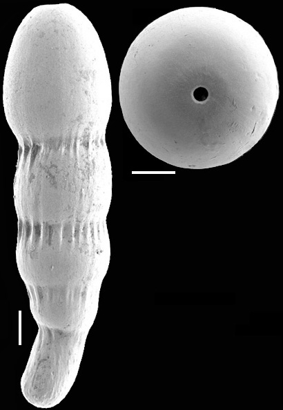 Glandulonodosaria lutzei Hayward & Kawagata, 2012 HOLOTYPE