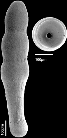 Glandulonodosaria lutzei Hayward & Kawagata, 2012 PARATYPE