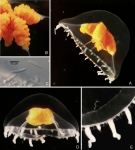 Hydrozoa (hydroids)