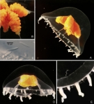 Ptychogena crocea Kramp & Dumas, 1925, living medusae