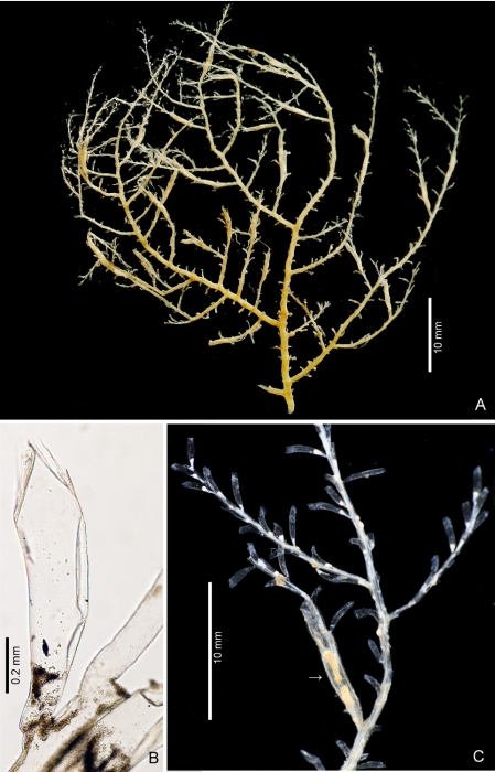 Hydroid stage of Ptychogena crocea Hydroid stage of Ptychogena crocea