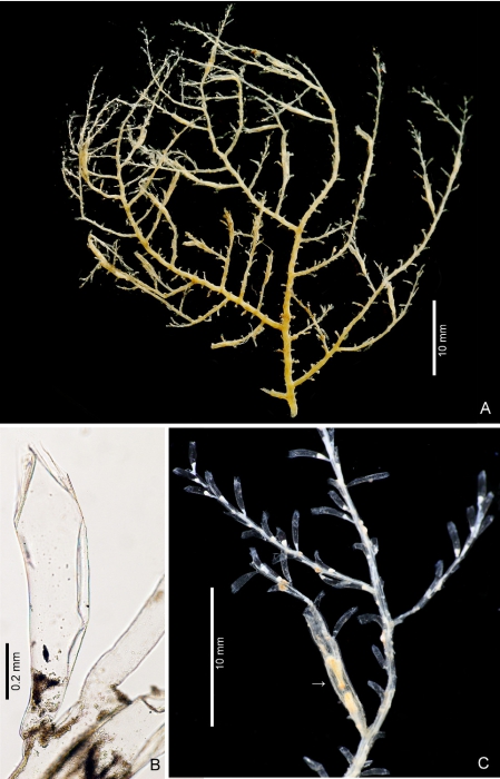 Hydroid stage of Ptychogena crocea