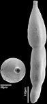 Orthomorphina laevis (Cushman & Bermudez, 1937) IDENTIFIED SPECIMEN