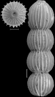 Orthomorphina multicosta (Neugeboren, 1856) IDENTIFIED SPECIMEN
