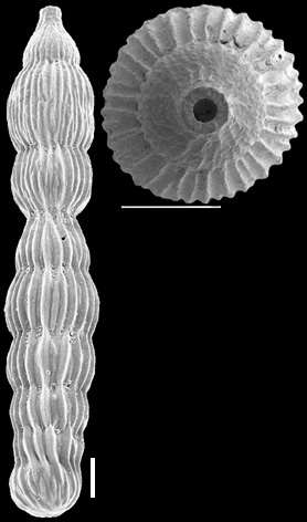 Orthomorphina perversa (Schwager, 1866) IDENTIFIED SPECIMEN Orthomorphina perversa (Schwager, 1866) IDENTIFIED SPECIMEN
