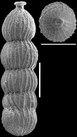 Orthomorphina perversa (Schwager, 1866) IDENTIFIED SPECIMEN Orthomorphina perversa (Schwager, 1866) IDENTIFIED SPECIMEN