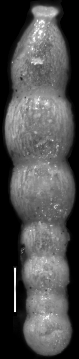 Nodogenerina sculpturata Cushman, 1939 HOLOTYPE Nodogenerina sculpturata Cushman, 1939 HOLOTYPE