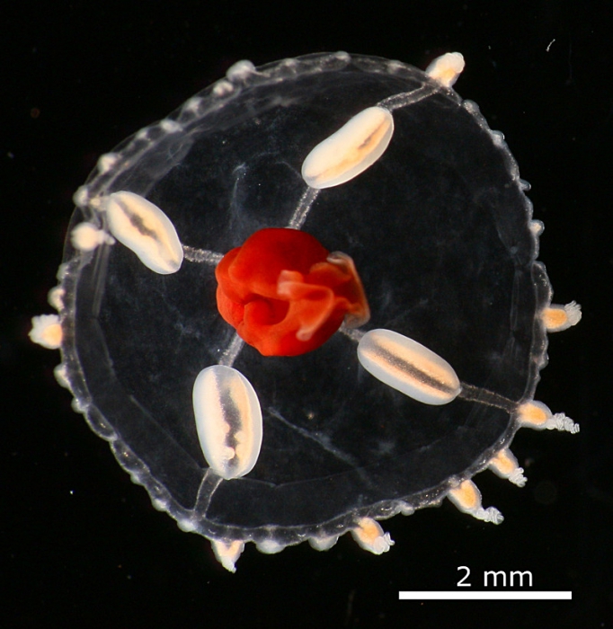 Earleria quadrata (Hosia & Pages, 2007), living medusa from Korsfjord, Norway Earleria quadrata (Hosia & Pages, 2007), living medusa from Korsfjord, Norway
