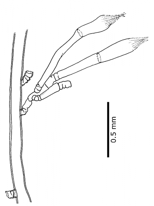 Hydroid of Earleria quadrata