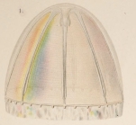 Colobonema sericeum from Vanhfen, 1902