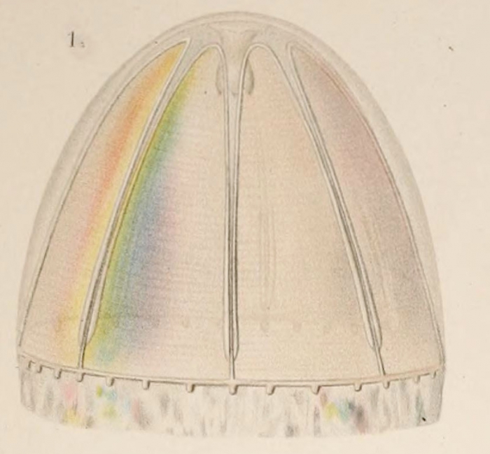Colobonema sericeum from Vanh�ffen, 1902