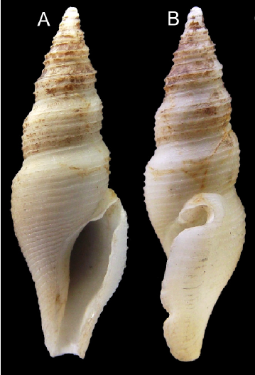 Otitoma boucheti Morassi, Nappo & Bonfitto, 2017 Otitoma boucheti Morassi, Nappo & Bonfitto, 2017