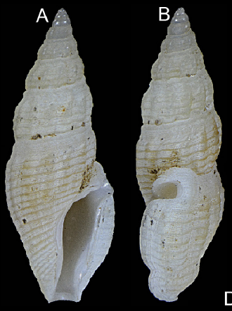 Otitoma crassivaricosa Morassi, Nappo & Bonfitto, 2017 Otitoma crassivaricosa Morassi, Nappo & Bonfitto, 2017