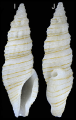 Mollusca (molluscs)