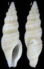 Otitoma elegans Morassi, Nappo & Bonfitto, 2017