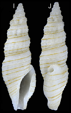 Otitoma elegans Morassi, Nappo & Bonfitto, 2017 Otitoma elegans Morassi, Nappo & Bonfitto, 2017