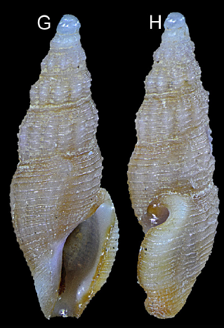 Otitoma neocaledonica Morassi, Nappo & Bonfitto, 2017 Otitoma neocaledonica Morassi, Nappo & Bonfitto, 2017