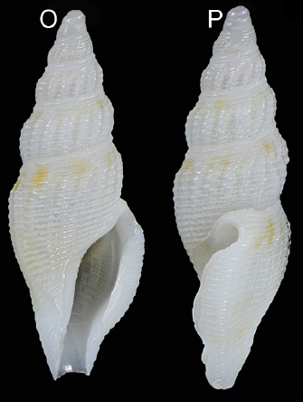 Otitoma nereidum Morassi, Nappo & Bonfitto, 2017 Otitoma nereidum Morassi, Nappo & Bonfitto, 2017