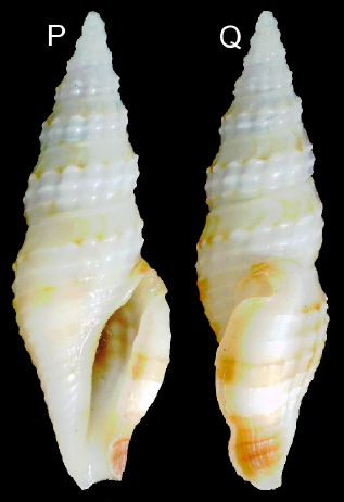 Otitoma philippinensis Morassi, Nappo & Bonfitto, 2017 Otitoma philippinensis Morassi, Nappo & Bonfitto, 2017