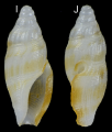 Mollusca (molluscs)