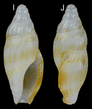 Otitoma philpoppei Morassi, Nappo & Bonfitto, 2017 Otitoma philpoppei Morassi, Nappo & Bonfitto, 2017