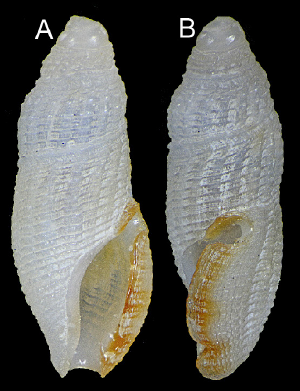 Otitoma rubiginostoma Morassi, Nappo & Bonfitto, 2017 Otitoma rubiginostoma Morassi, Nappo & Bonfitto, 2017