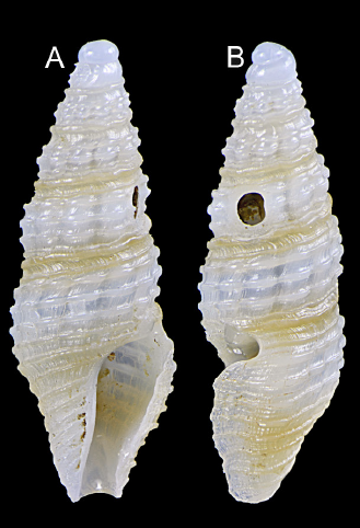 Otitoma sororcula Morassi, Nappo & Bonfitto, 2017 Otitoma sororcula Morassi, Nappo & Bonfitto, 2017