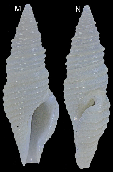 Otitoma tropispira Morassi, Nappo & Bonfitto, 2017 Otitoma tropispira Morassi, Nappo & Bonfitto, 2017