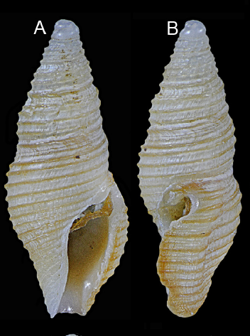Otitoma xantholineata Morassi, Nappo & Bonfitto, 2017 Otitoma xantholineata Morassi, Nappo & Bonfitto, 2017