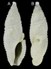 Otitoma cyclophora (Deshayes, 1863)