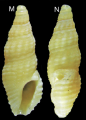 Mollusca (molluscs)