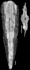 Plectofrondicularia keijzeri Bermudez, 1949 PARATYPE
